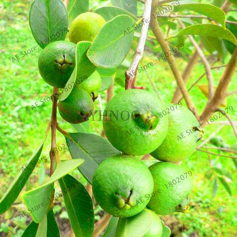 Fresh Thai Pink Guava Seeds - Sweet Large Fruit, for Home Garden Planting