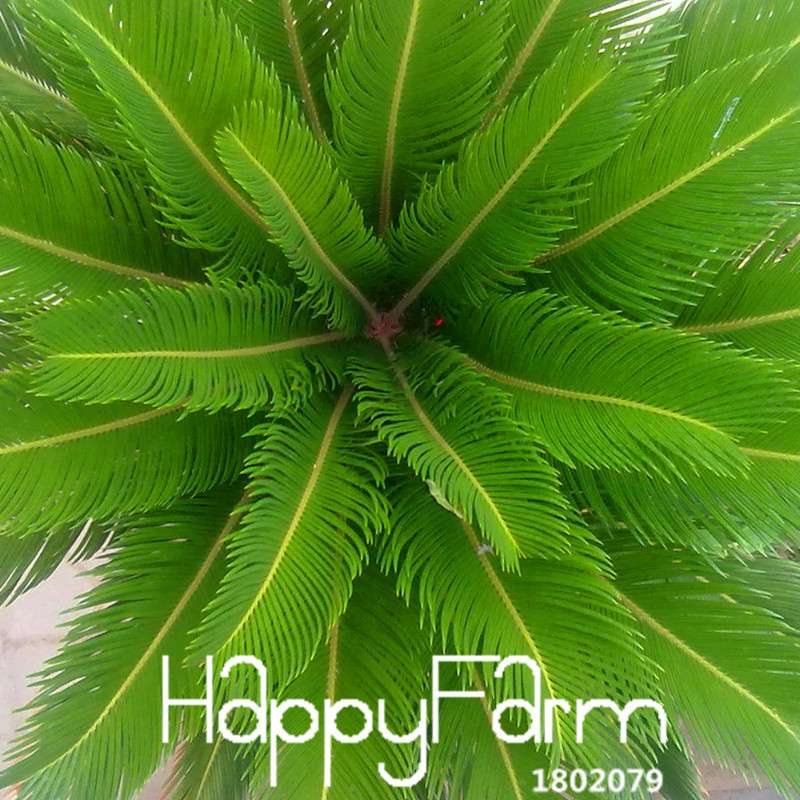 Cycas Seeds for Planting - DIY Home Garden, Potted Houseplant, Easy Grow Indoor/Outdoor