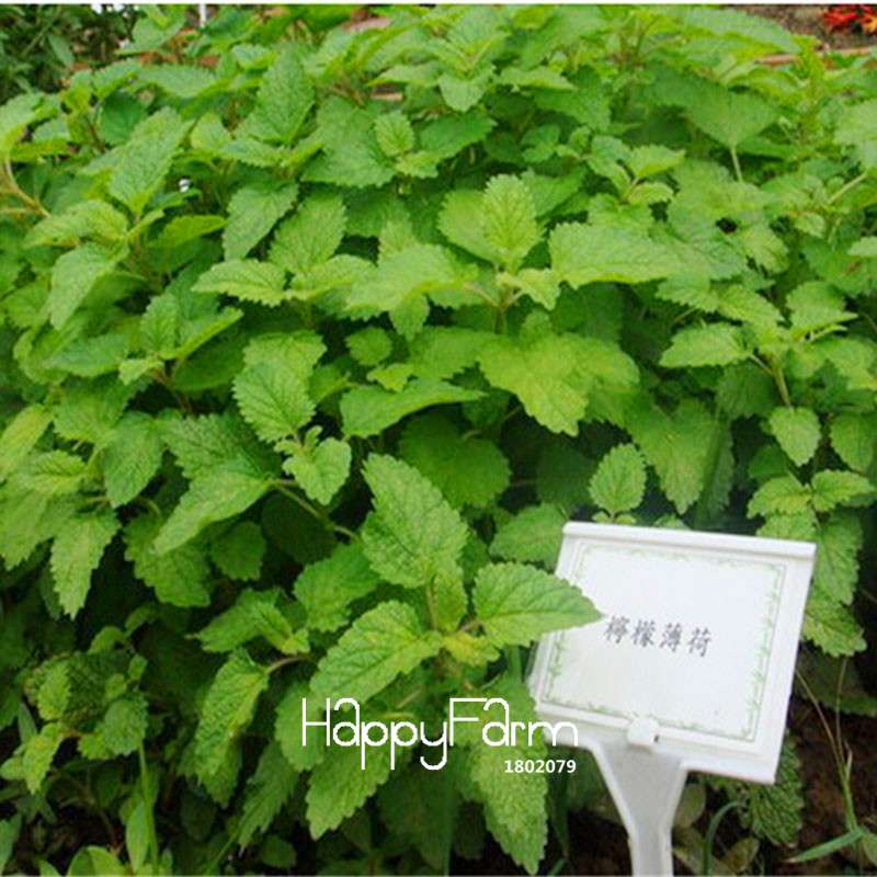 Lemon Mint Seeds - Mentha Citrata Herbal Plant for Garden, Tea & Cooking - Non-GMO, USA Shipping