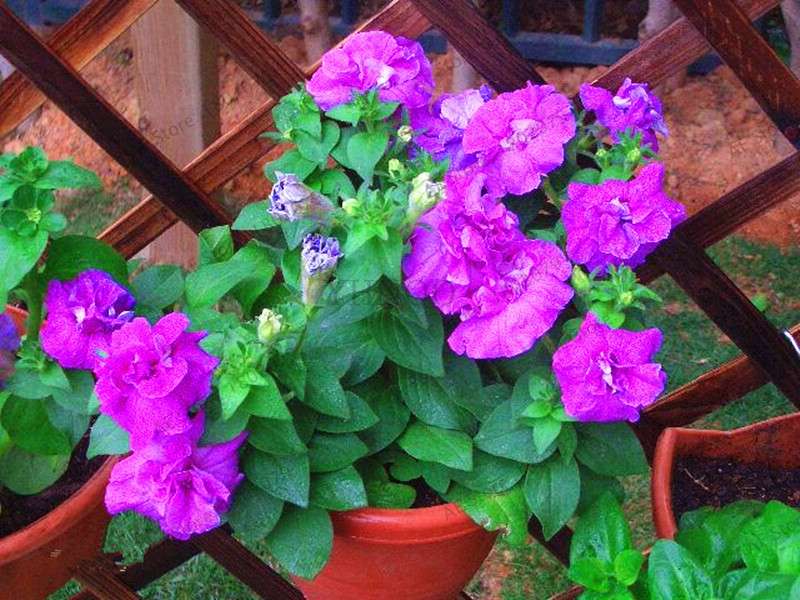 Double Petal Petunia Seeds - Vibrant Indoor Flower Bonsai Plants for Home & Garden