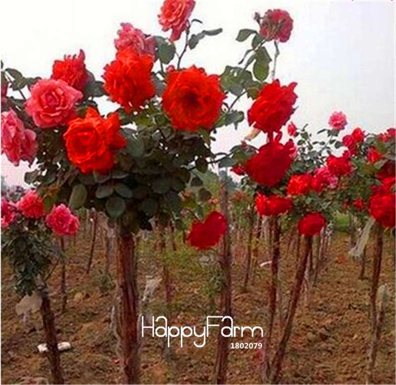 Rare Rosa Chinensis Seeds - Fresh Dendroidal Rose Tree Seeds for Planting, Exotic Flower Garden