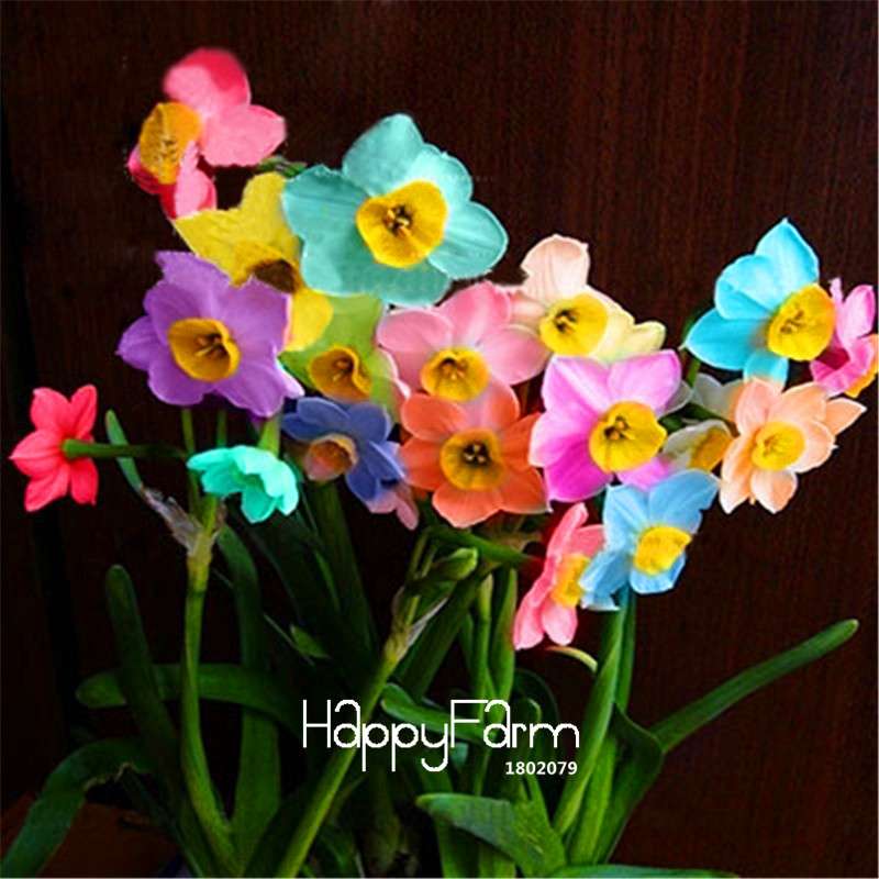 Rare Rainbow Daffodil Seeds - Vibrant Potted Flowering Plants, Easy to Grow, Perfect for Home Gardens