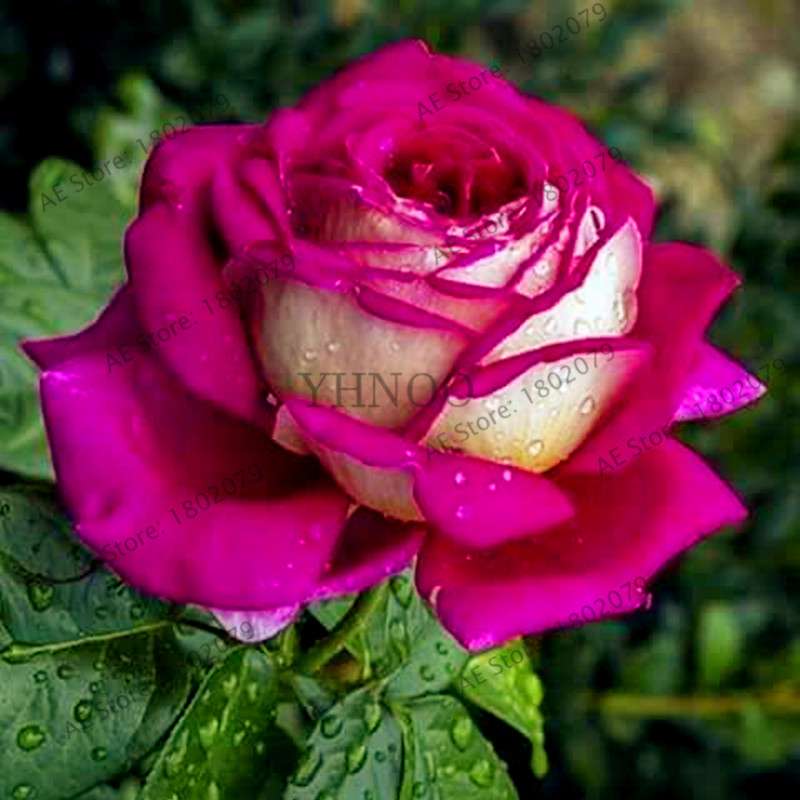 Rare Mixed Color Rose Seeds - Rainbow, Black, Blue - Bonsai Flower Seeds for Home Garden Planting