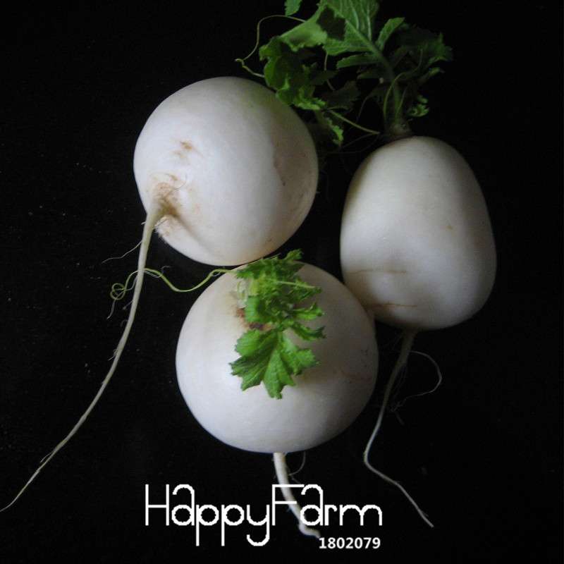 White Cherry Belle Radish Seeds - Non-GMO, Fast-Growing Vegetable Seeds for Home Garden Planting