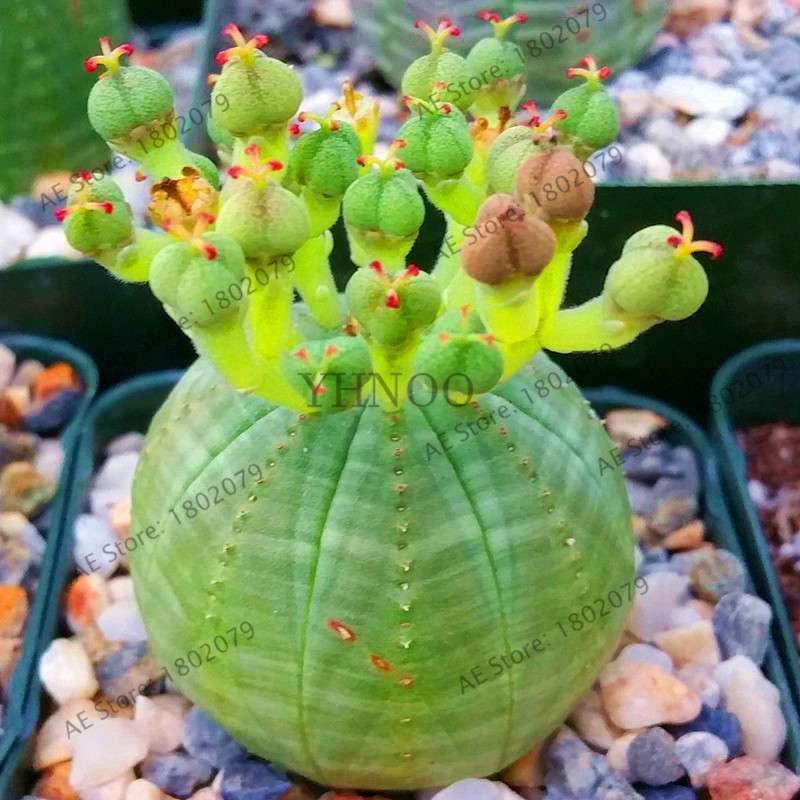 Basketball Cactus Seeds (Euphorbia obesa) - Unique Succulent Plant for Garden, Bonsai & Home Decor