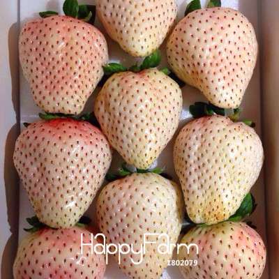 White Strawberry Seeds - Fresh, Sweet & Easy to Grow for Home Garden