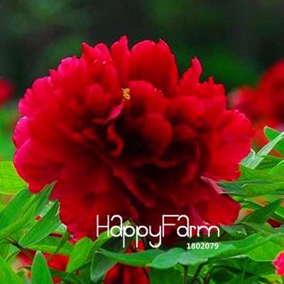 Black Purple Peony Seeds - Exotic Potted Bonsai Plant for Home Garden, Easy to Grow Flower Seeds