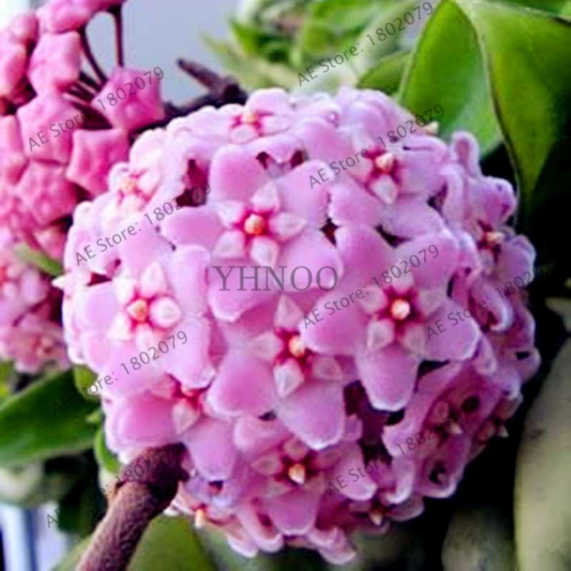 24 Color Hoya Carnosa Seeds - Rare Perennial Bonsai Plant for Home Garden