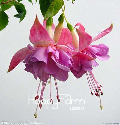 White Fuchsia Flower Seeds - Vibrant Hanging Potted Plants for Home & Garden | Fast-Growing