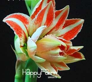 Amaryllis Seeds Bag - Rare Native Hippeastrum Flower Bulbs for Planting, Vibrant Blooms