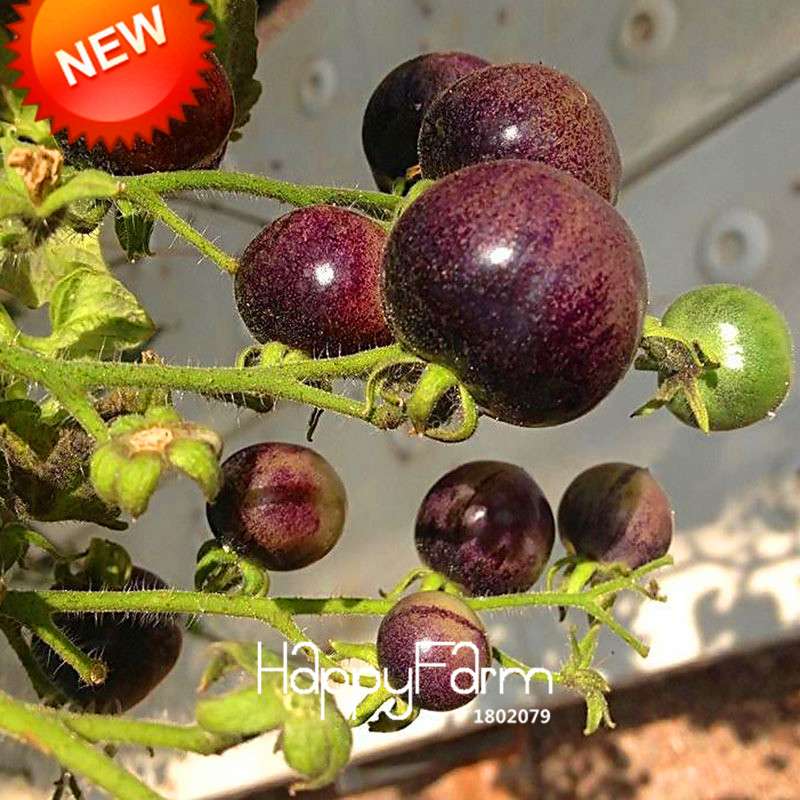 Organic White Tomato Seeds for Home Garden - Non-GMO, Easy to Grow, Potted Vegetable Planting