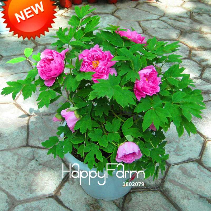 25-Color Chinese Peony Seeds - Grow Stunning Bonsai & Potted Flowers| Authentic & Easy to Plant
