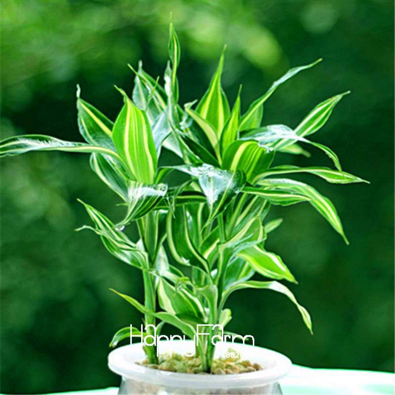 Rare Silver Heart Lucky Bamboo Seeds - Air-Purifying, Anti-Radiation Houseplant for Home & Garden
