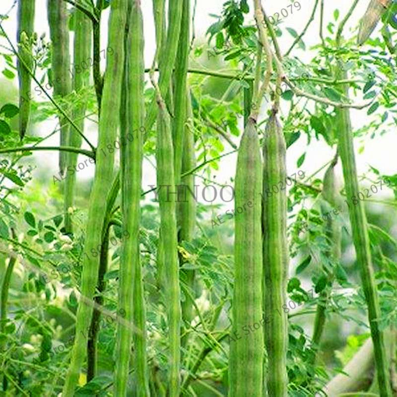 Moringa Seeds for Planting - Organic Moringa Oleifera Tree, Edible Drumstick Bonsai for Home Garden