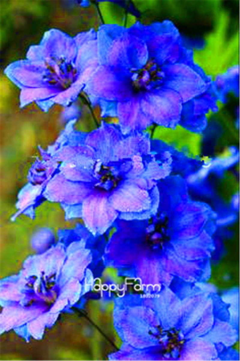Rocket Larkspur Seeds - Easy-Grow Delphinium Flowers for Home Garden & DIY Potted Bonsai