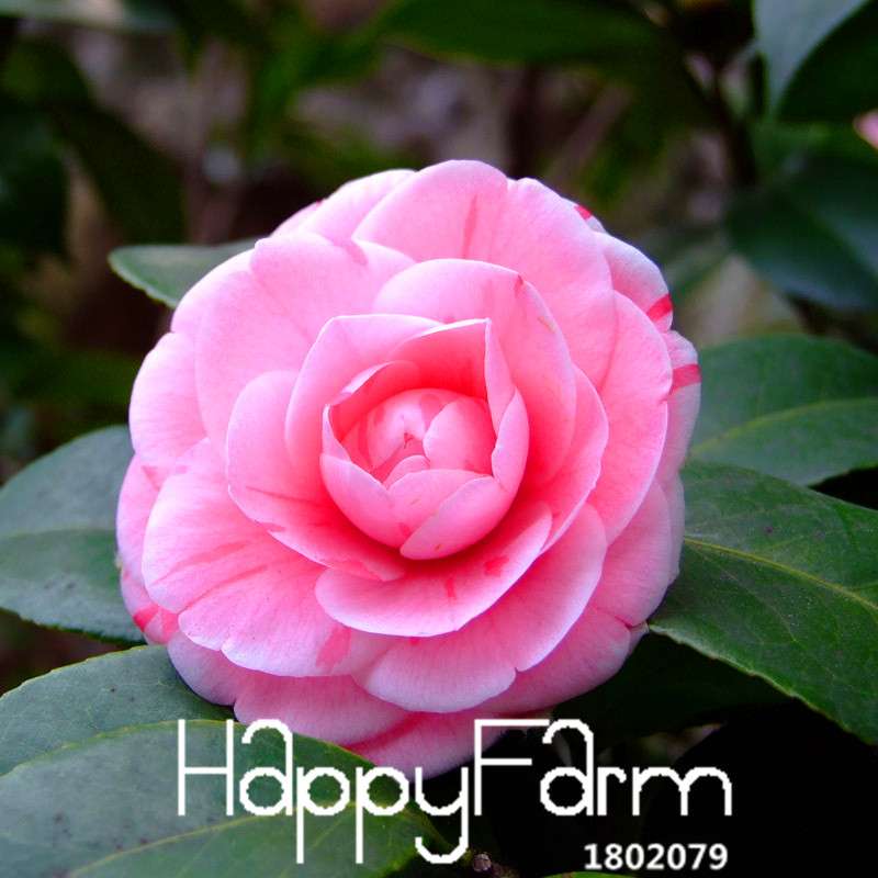 Pink Double Color Camellia Seeds - Potted Garden Flowers, Japanese Camellia Plants for Home & Garden