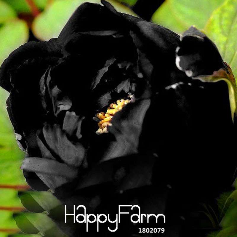 Rare Chinese Peony Seeds - Paeonia Suffruticosa for Vibrant Garden Blooms