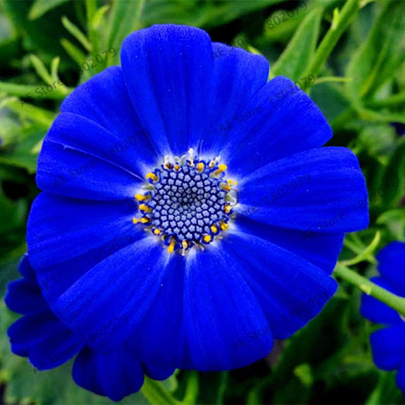 Cineraria Flower Seeds - 23 Colorful Bonsai Varieties for Home & Garden DIY Planting