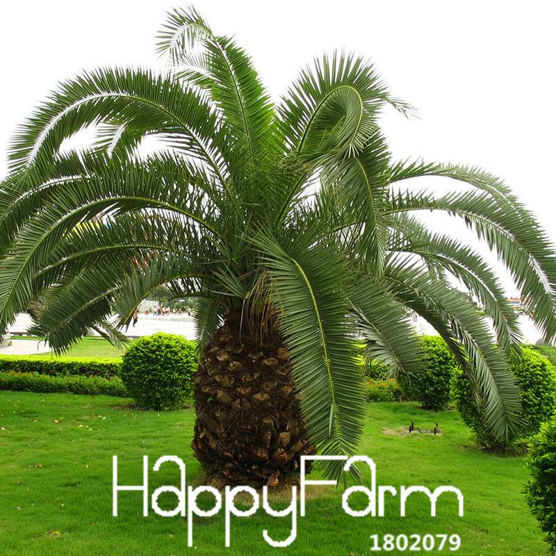 Cycas Seeds for Planting - DIY Home Garden, Potted Houseplant, Easy Grow Indoor/Outdoor
