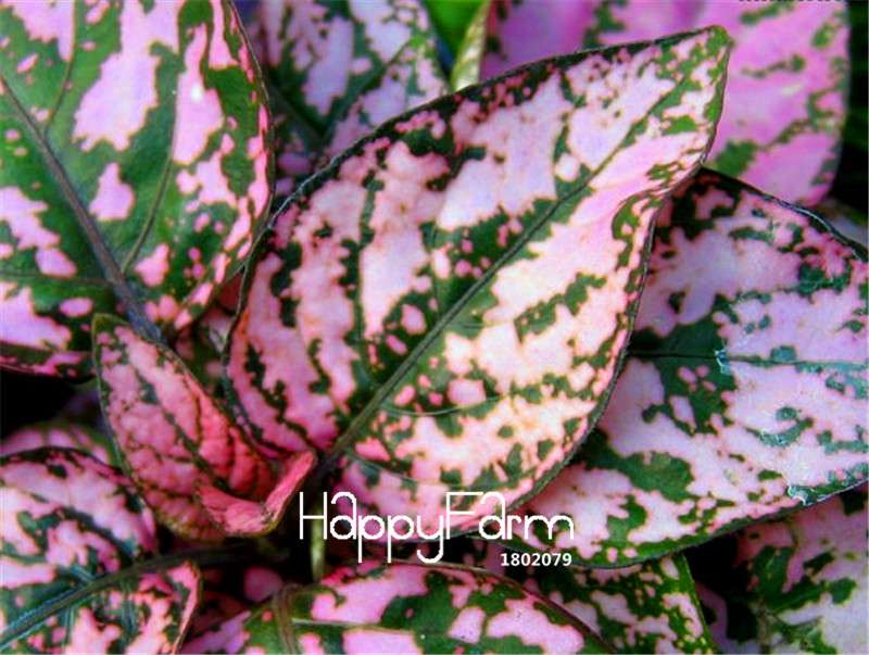 Polka Dot Plant Seeds - Pink Bonsai, Heirloom Flower Seeds for Indoor & Home Garden Planting