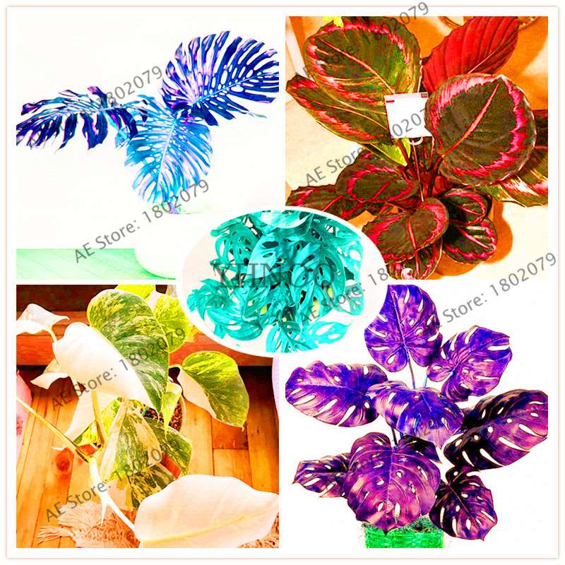 2025 Rare Palm Turtle Leaf Monstera Seeds - Home Bonsai & Perennial Plants, Mixed Foliage Flowers