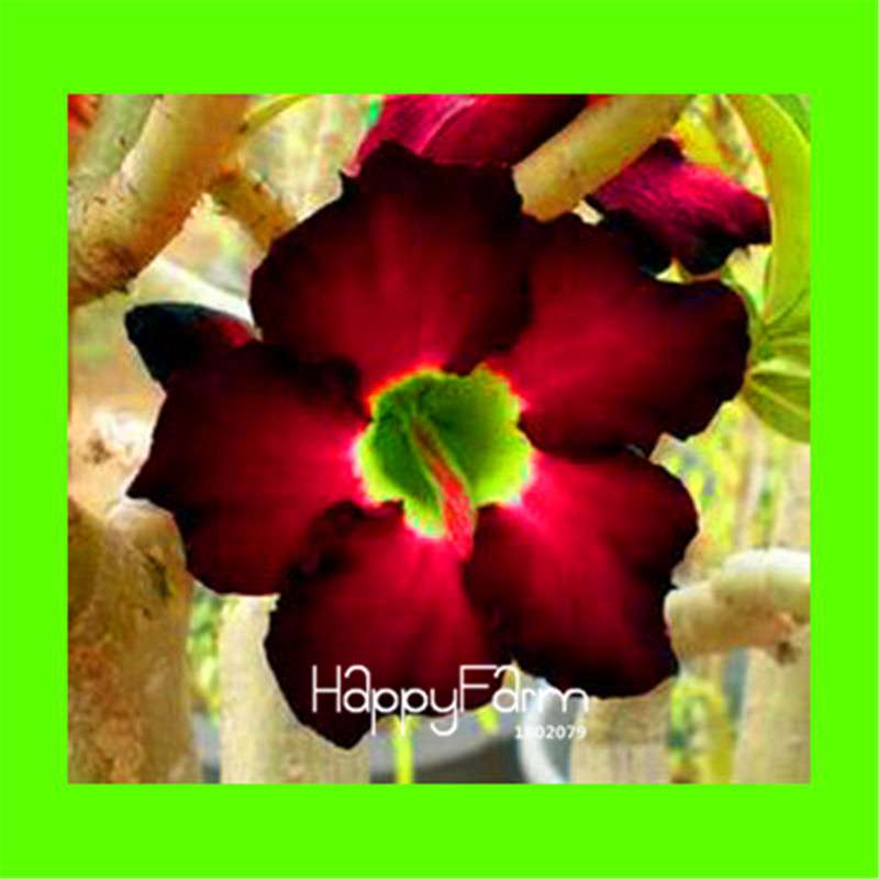 Desert Rose Seeds - Stunning Bonsai Flower for Garden, Balcony & Pots