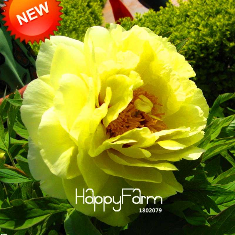 Yellow Peony Seeds for Planting - Potted Bonsai Flower Seeds for Home Garden