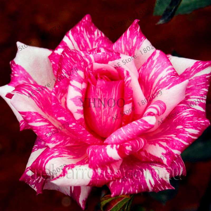 Rare Candy Stripe Rose Seeds - Mixed Color Bonsai Flower Seeds for Home Garden (Black, Blue)