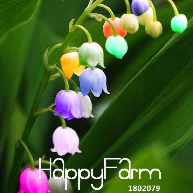 6-Color Bell Orchid Seeds - Pack, Vibrant Campanula & Convallaria Flowers for Home Garden Planting
