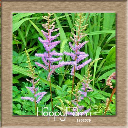 6-Color Chinese Astilbe Flower Seeds - Vibrant Balcony & Potted Garden Blooms, Fast US Shipping