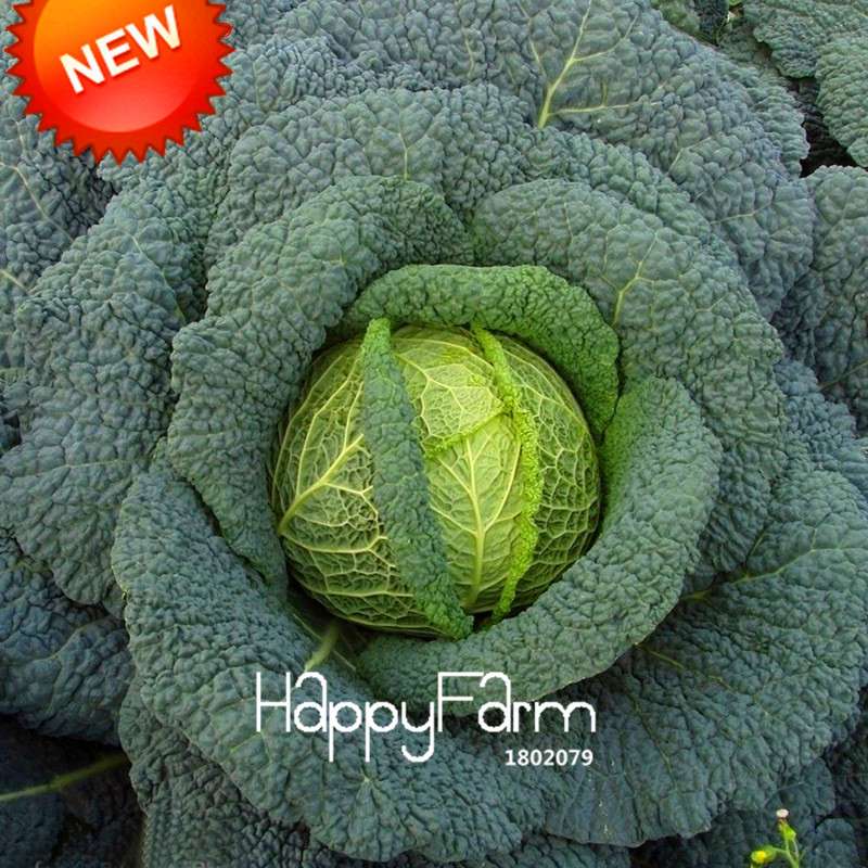 Giant Russian Cabbage Seeds - Rare, Nutrient-Rich for Home Gardening