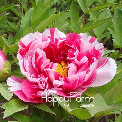 Yellow Peony Seeds for Planting - Potted Bonsai Flower Seeds for Home Garden