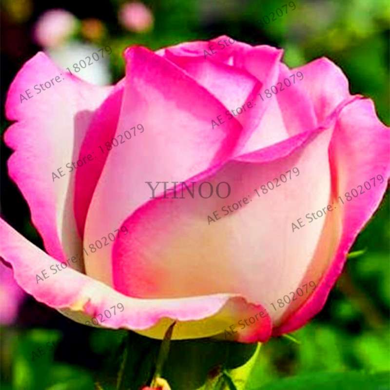 Rare Mixed Color Rose Seeds - Rainbow, Black, Blue - Bonsai Flower Seeds for Home Garden Planting