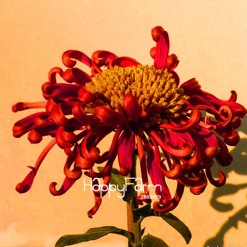 Fragrant Chrysanthemum Seeds - Colorful Bonsai Flower Seeds for Home Garden Planting