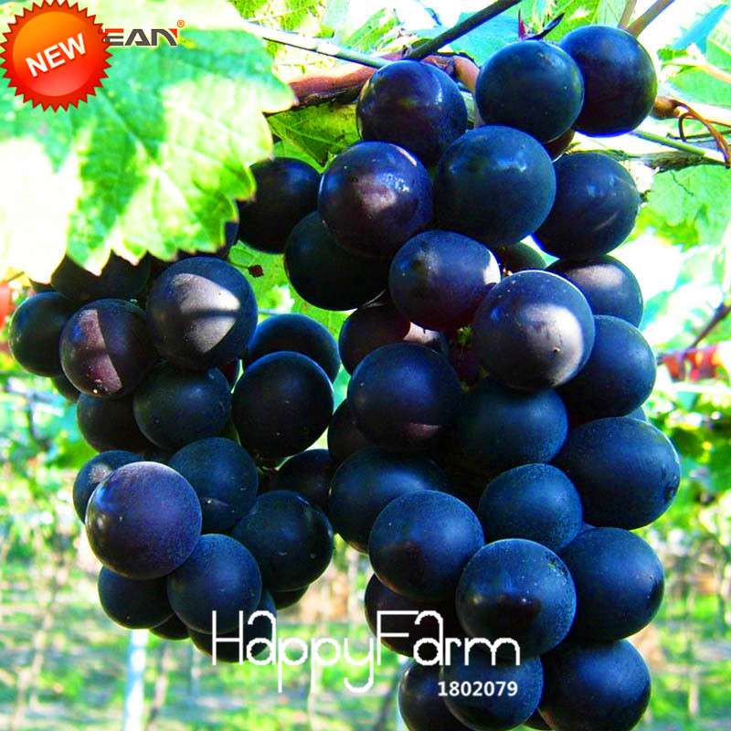 Sweet Kyoho Grape Seeds - Natural, Fast-Growing, Delicious Fruit Plants for Home Garden