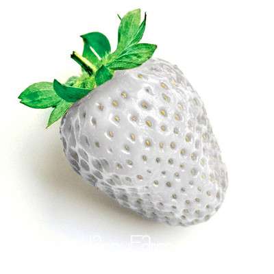 White Strawberry Seeds - Fresh, Sweet & Easy to Grow for Home Garden