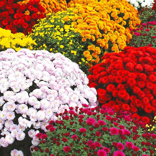 Perennial Daisy Seeds - Hardy Ground Cover Chrysanthemum for Home Garden & Bonsai Planting