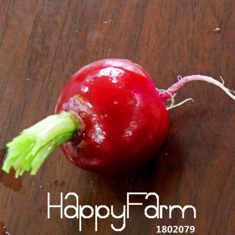 Organic Cherry Radish Seeds - for Balcony, Potted Planting, Fresh Green Veggies | Non-GMO