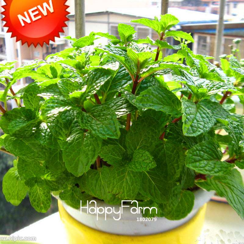 Fragrant Mint Seeds for DIY Home Garden - Balcony Potted Herb, Aromatic Plant & Perfume