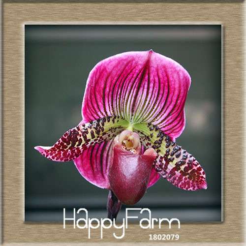 18 Color Orchid Seeds - Cypripedium & Paphiopedilum Bonsai Flower Seeds, Exotic Home Garden Planting