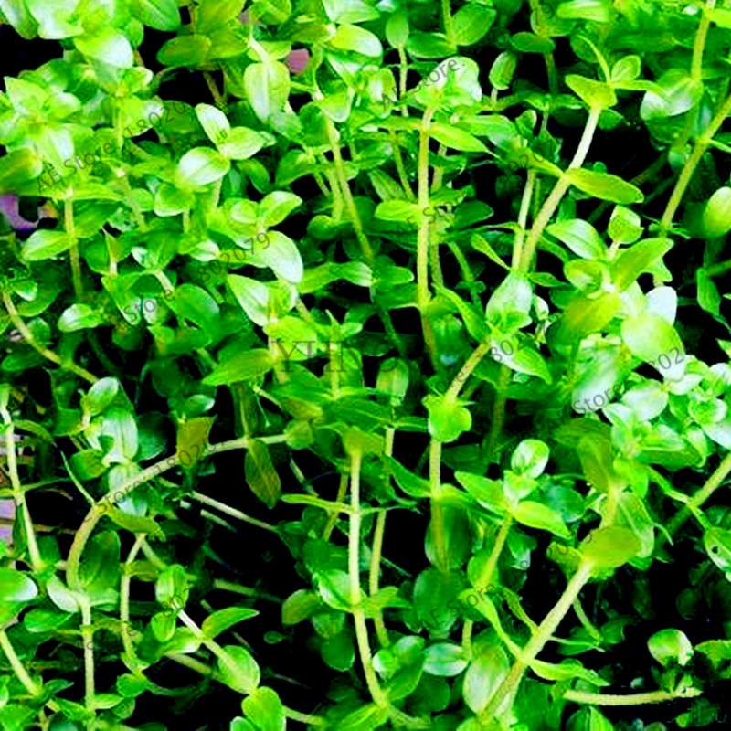 Mixed Aquarium Plants Seeds - Fish Tank Decor, Live Water Grass for Aquatic Plant Lovers