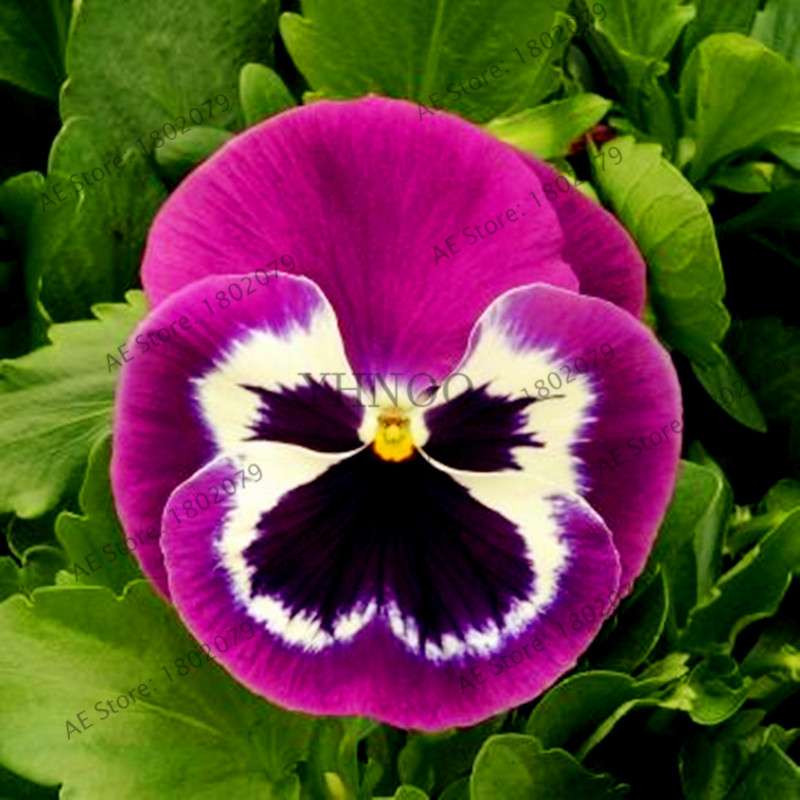 24 Colors Wavy Pansy Seeds - Viola Tricolor for Indoor Bonsai & Home Garden Planting