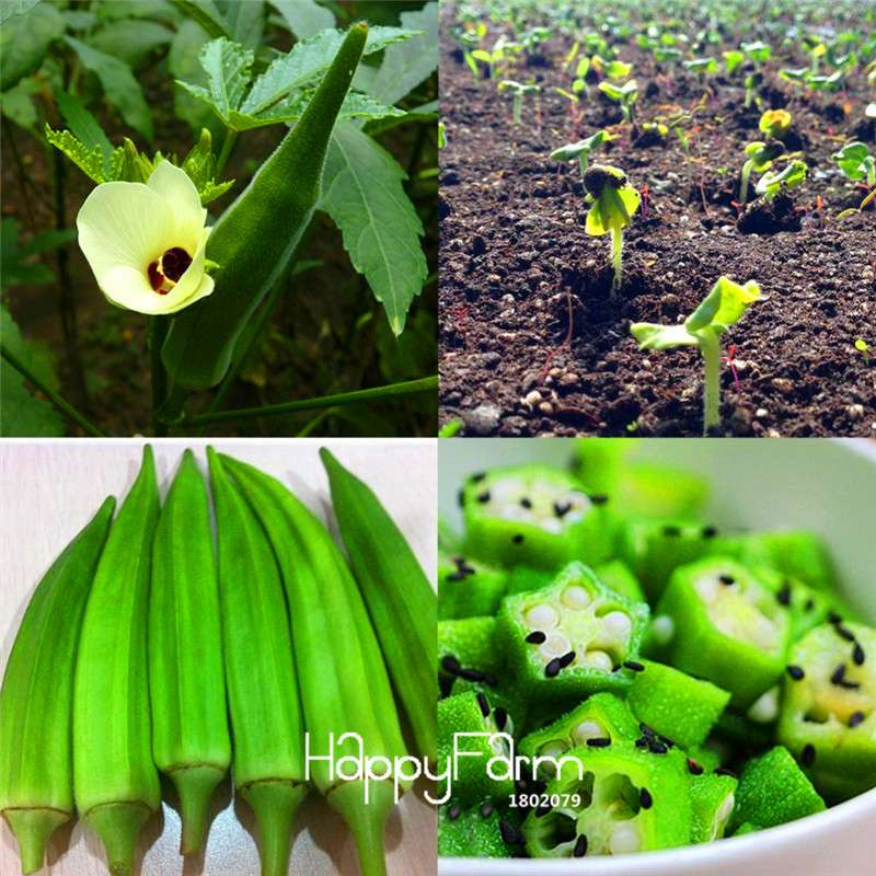 Organic Okra Seeds Non-GMO | Kidney Health, Garden & Potted Plants | USA Grown, Countryside Fun