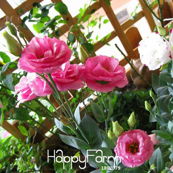 Premium Red Eustoma Seeds - Colorful Lisianthus Flowers for Home Garden | Fast US Shipping