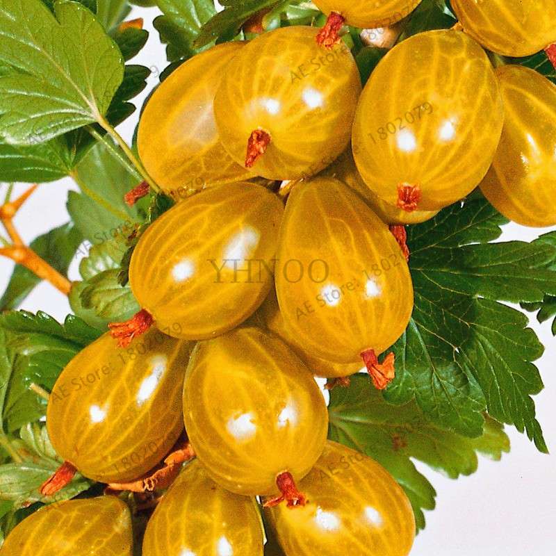 Organic Gooseberry Seeds - Fresh, Nutrient-Rich Perennial Fruit Seeds for Home Gardening