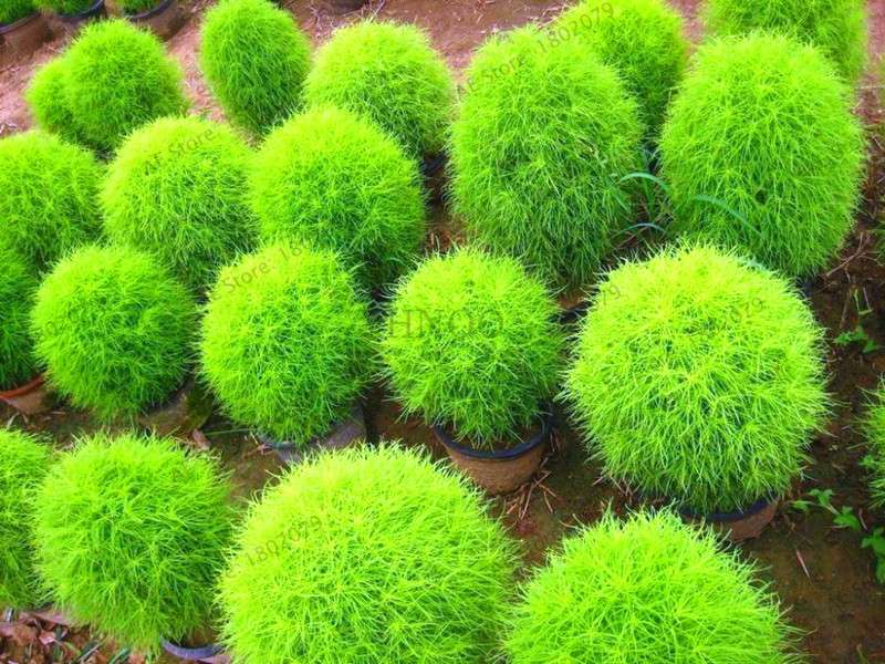 Burning Bush Grass Seeds - Fast Growing, Hardy Kochia Scoparia | Summer Cypress, Easy to Grow Garden Seeds
