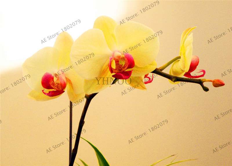 Rare Mixed Color Butterfly Orchid Seeds - Beautiful Bonsai Balcony Flowers for Garden Planting