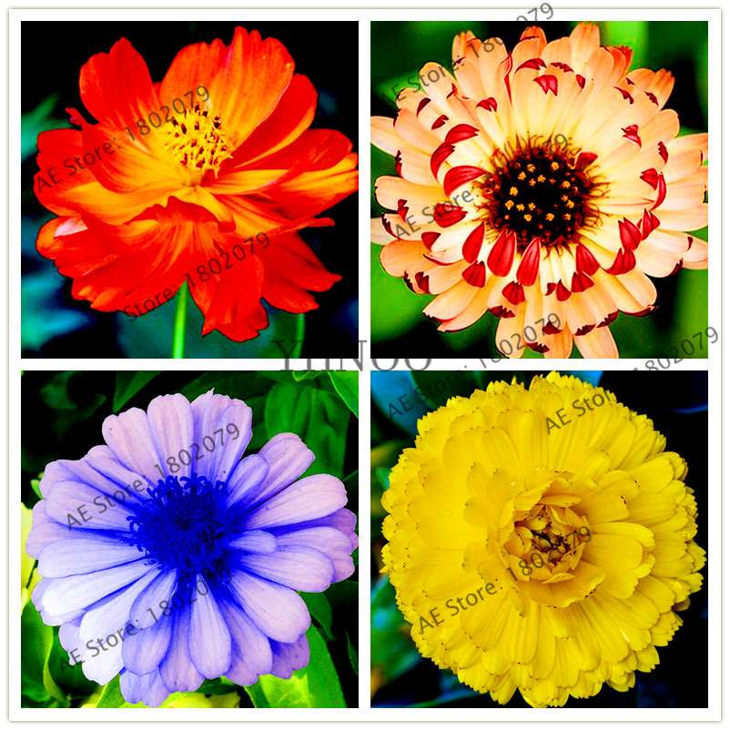 Buy Calendula Seeds - Premium Garden & Bonsai Flower Seeds for Indoor Planting, Big Sale!