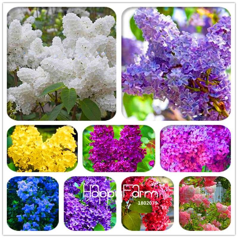 Japanese Bonsai Lilac Flower Seeds - DIY Home Garden Planting Kit for Indoor/Outdoor