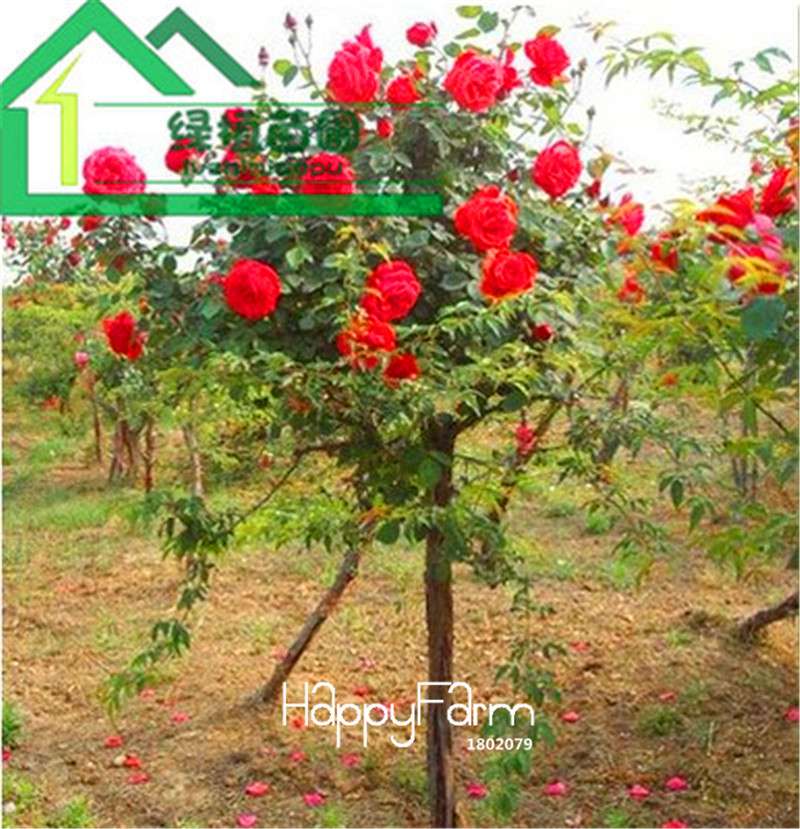 Rare Rosa Chinensis Seeds - Fresh Dendroidal Rose Tree Seeds for Planting, Exotic Flower Garden